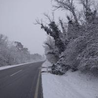 Baum auf Straße